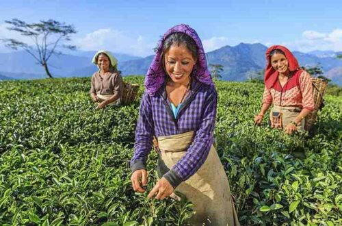 Darjeeling Tea Garden